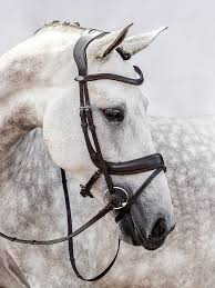 PS of Sweden Paladin Bridle