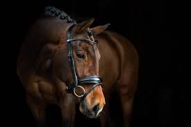 PS of Sweden GP Non Patent Bridle