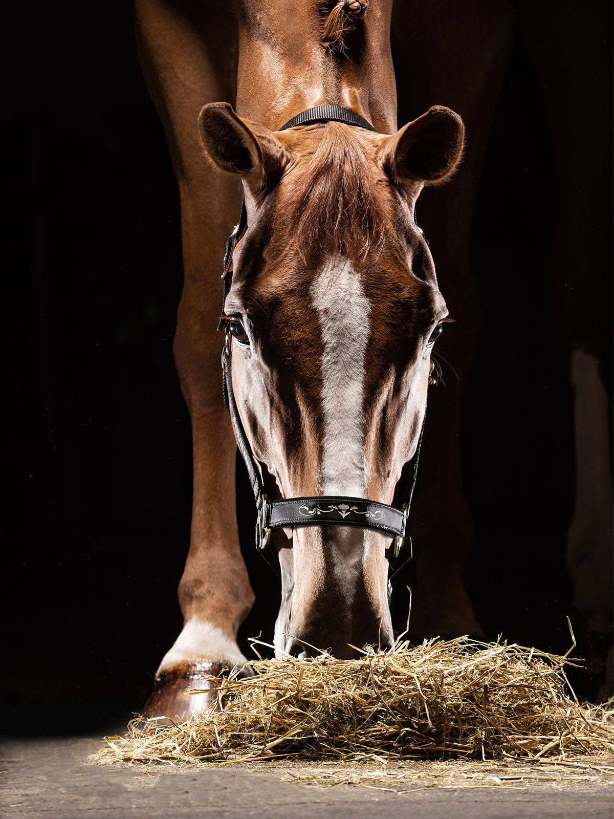 Equiline Timmy Halter