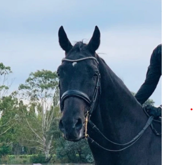 Equiline Weymouth Swarovski Bridle BD604 Black Cob