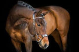 PS of Sweden High Jump Bridle