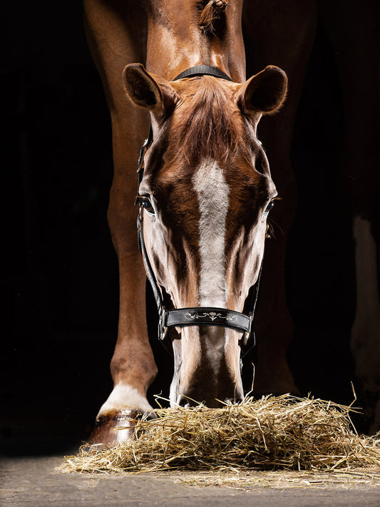 Equiline Timmy Halter