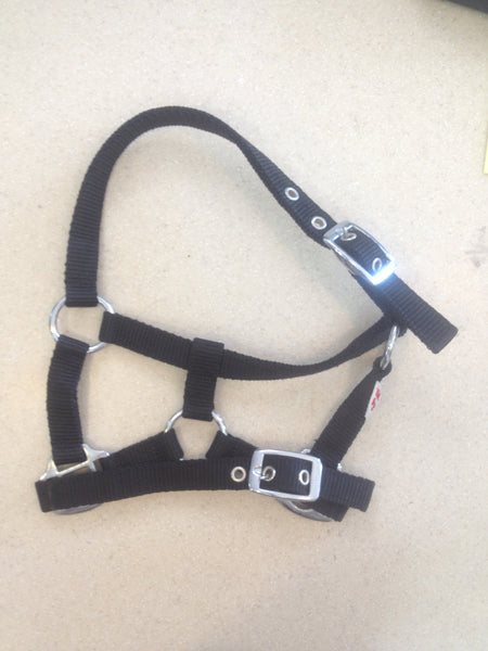 Champs Mini Halter