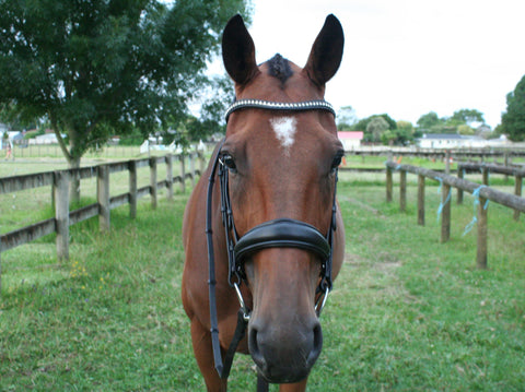 Equiline Swarovski Dressage Bridle BD602 - Black Cob