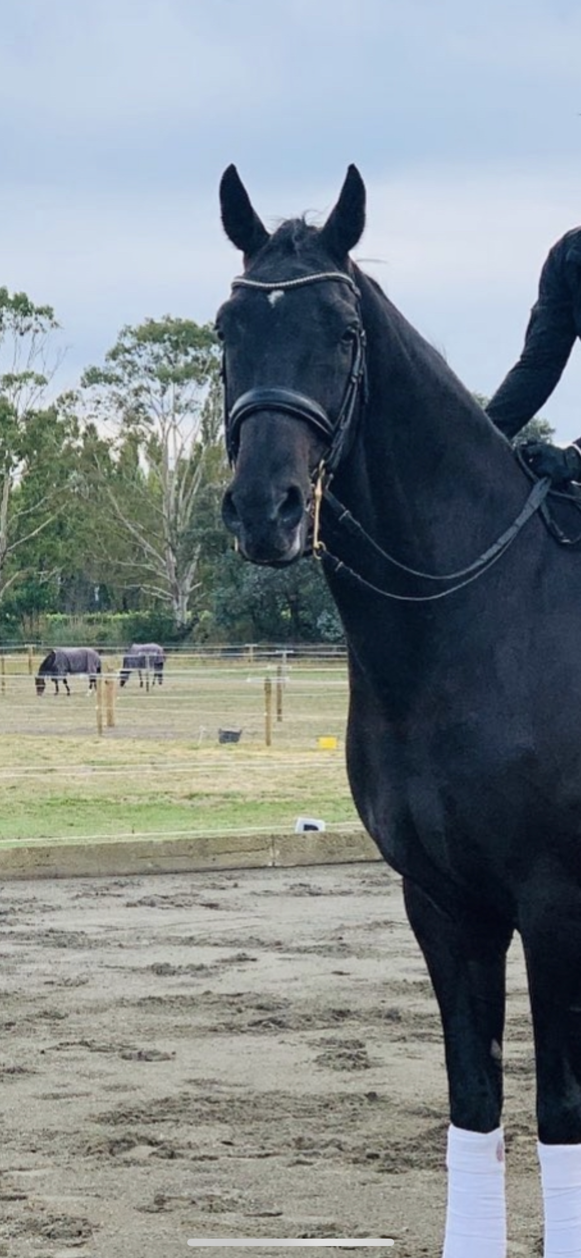 Equiline Weymouth Swarovski Bridle BD604 Black Cob