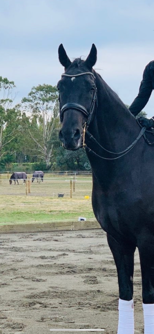 Equiline Weymouth Swarovski Bridle BD604 Black Cob